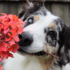 Hundesicherer Garten: Was kann im Herbst gepflanzt werden?