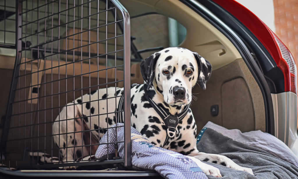 Ein Dalmatiner liegt im Kofferraum. Im Auto wurden Travall Guard Hundegitter und Travall Divider Längsteiler eingebaut, sodass der Kofferraum für den Hund perfekt aufgeteilt ist. © Travall