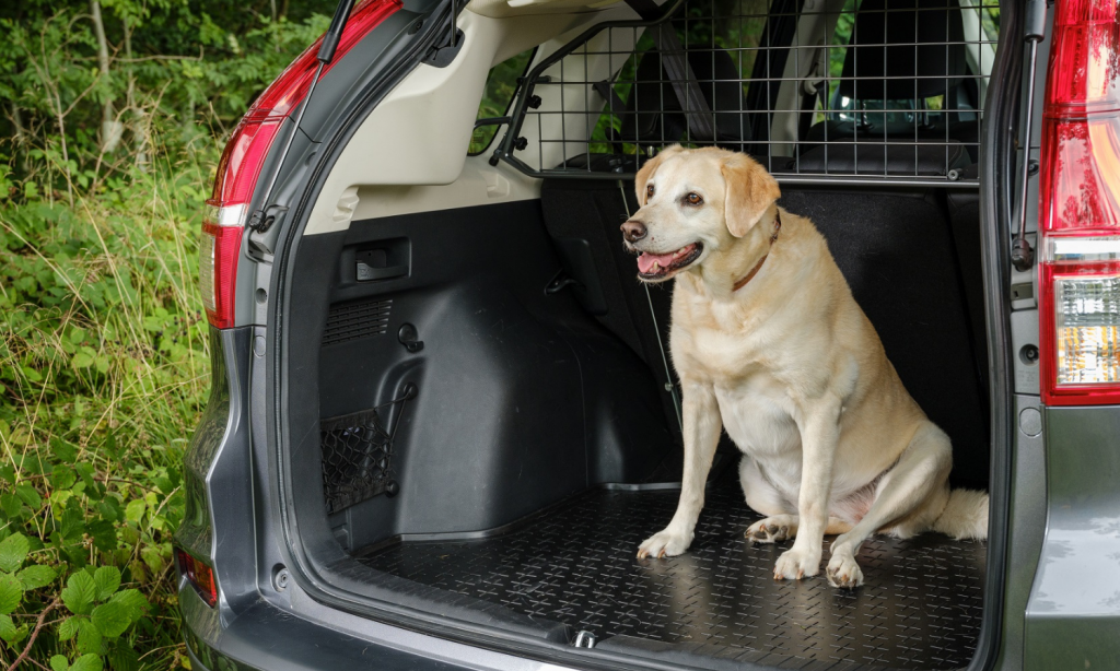 Eine Kofferraumwanne für das Auto ist ein besonders praktisches Hundezubehör, denn sie hält das Heck sauber und trocken. © Travall