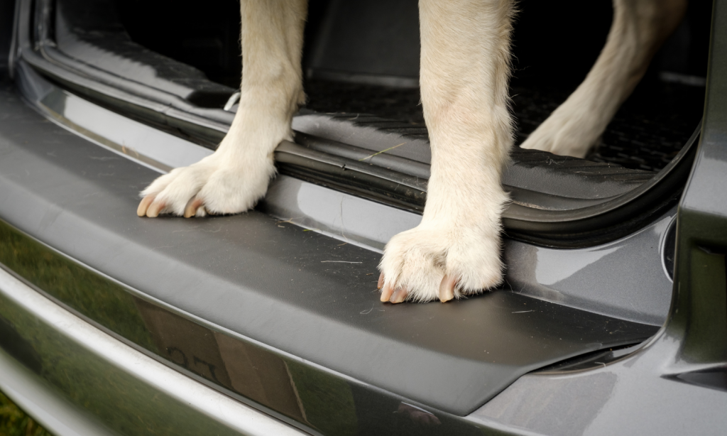 Fährt ein Hund im Kofferraum mit, schützt man das Auto am besten mit Kofferraumwanne und Ladekantenschutz von Travall. © Travall
