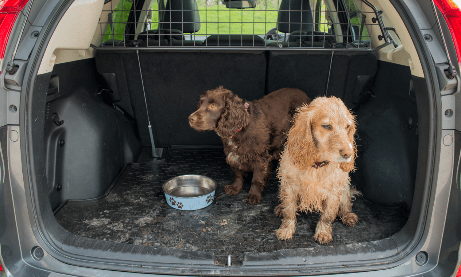 Hundebesitzer können die Kofferraumwanne für das Auto ganz einfach saubermachen, wenn die Hunde Schmutz in den Kofferraum getragen haben. © Travall
