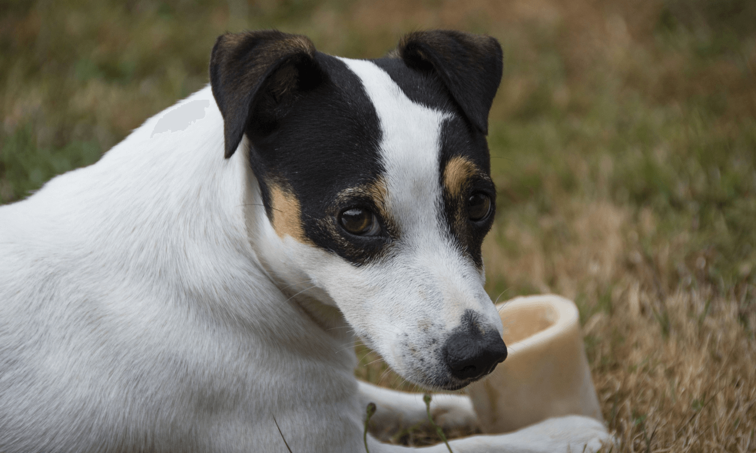 Hunde können rohe Knochen fressen, aber gekochte Knochen dürfen sie nicht. © Pixabay.com