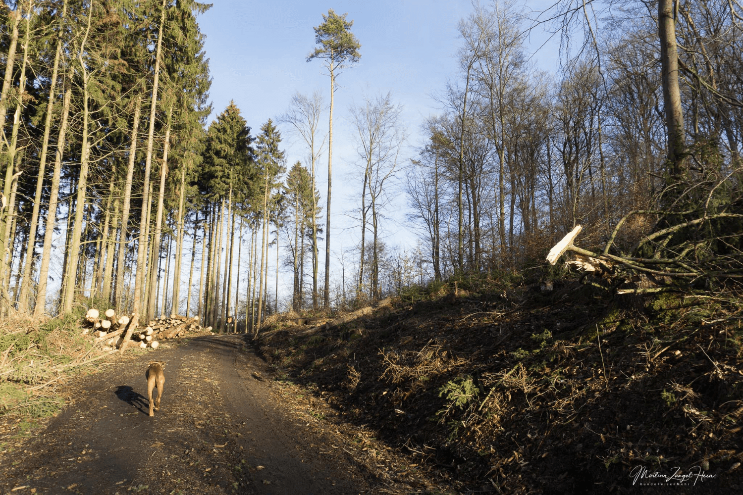 Wälder bieten Gelegenheiten für unterschiedlichste Mikroabenteuer, die das Wandern mit Hund noch spannender machen. © Martina Züngel-Hein