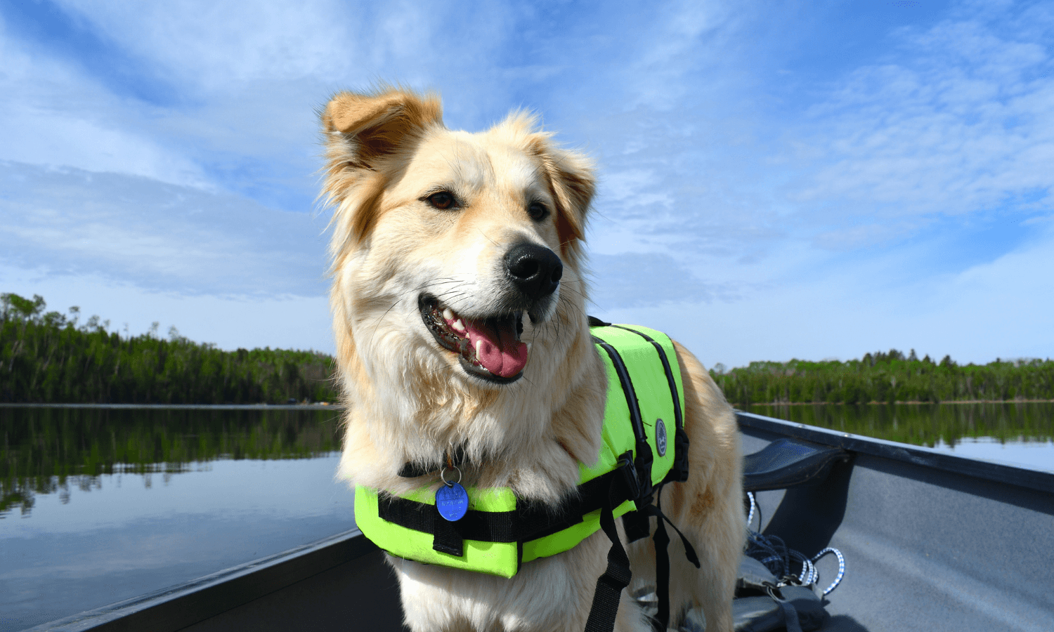 Hunde können im Boot oder Kanu mitfahren, wenn ihnen Wasser nichts ausmacht. Der Hund auf dem Bild trägt zur Sicherheit eine Schwimmweste. © Unsplash.com