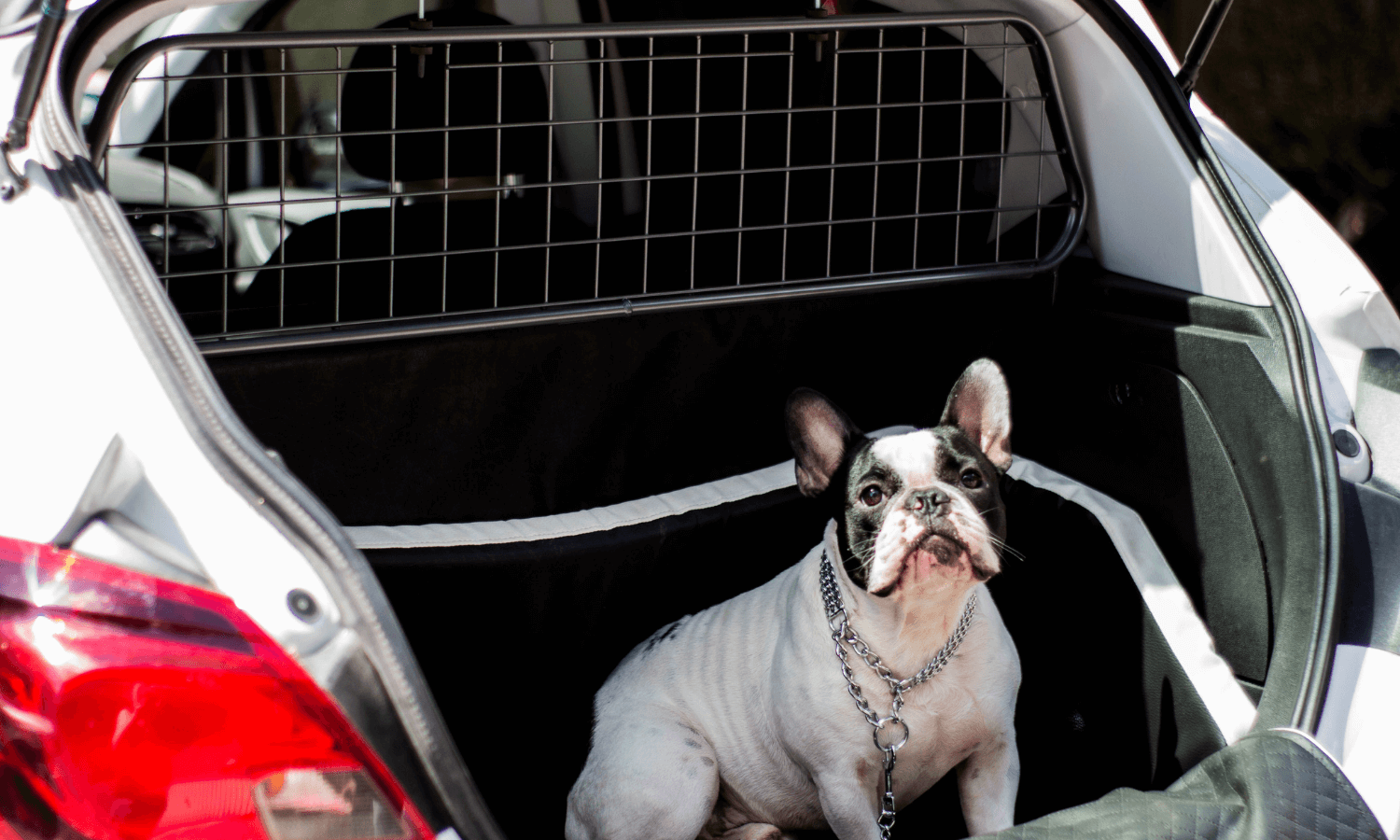 Travall fertigt auch Hundegitter für Kleinwagen, zum Beispiel, wenn man eine Französische Bulldogge im Auto transportieren möchte. © Travall