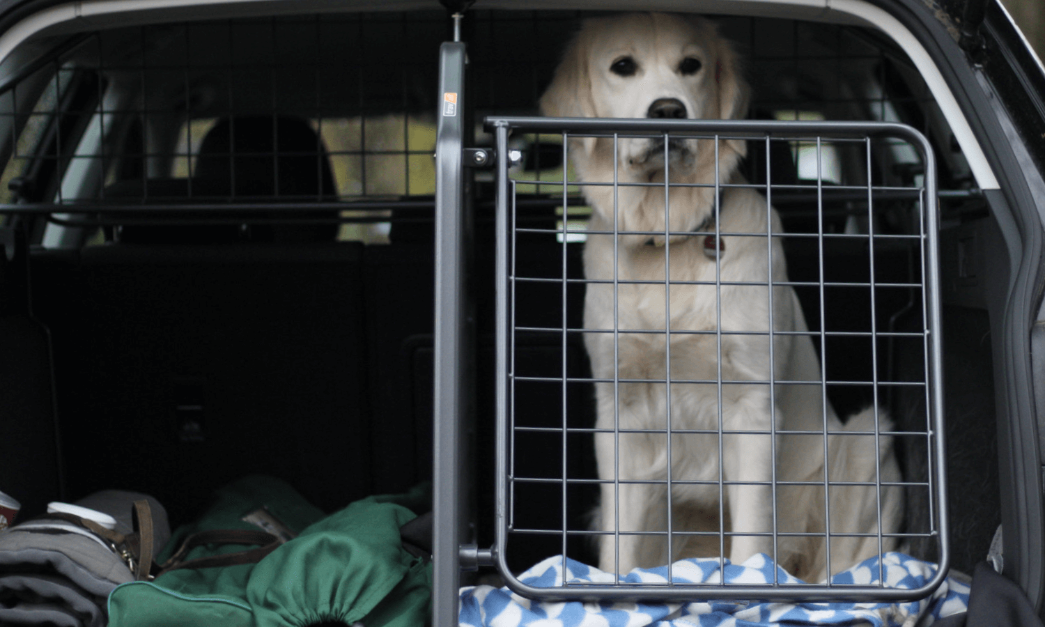 Der Golden Retriever ist mit einem Hundegitter, Kofferraumteiler und Heckgitter im Kofferraum gesichert. Er freut sich auf ein hundefreundliches Mikroabenteuer. © Travall