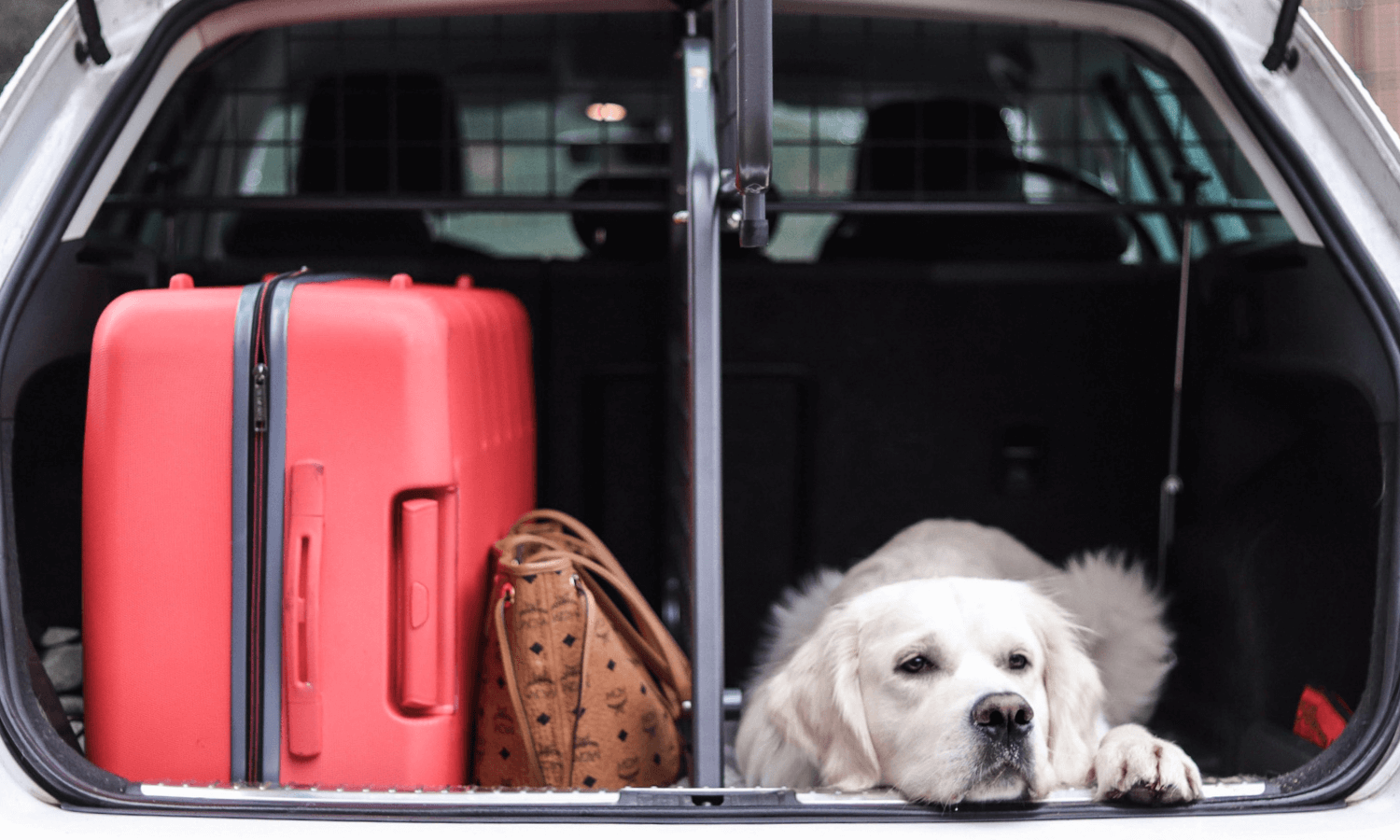 Der Travall Divider ist ein Kofferraumteiler in Längsrichtung. So können neben einem Golden Retriever auch noch Koffer und Taschen im Heck des Autos Platz finden. © Travall