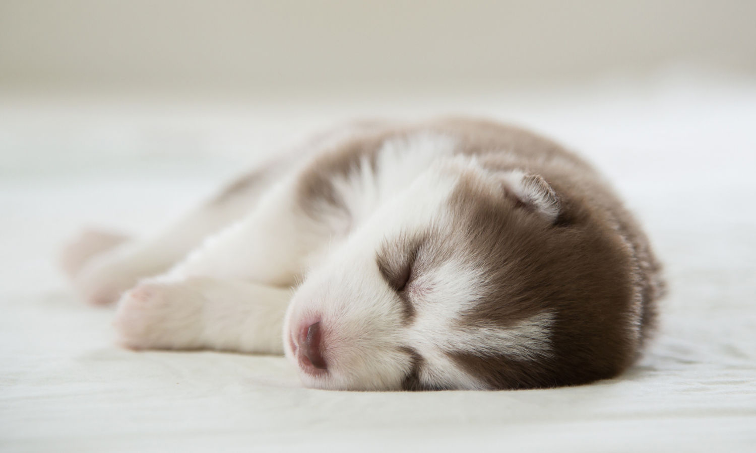 Viele Hunde dürfen bei ihren Besitzern im Bett schlafen. © iStock.com