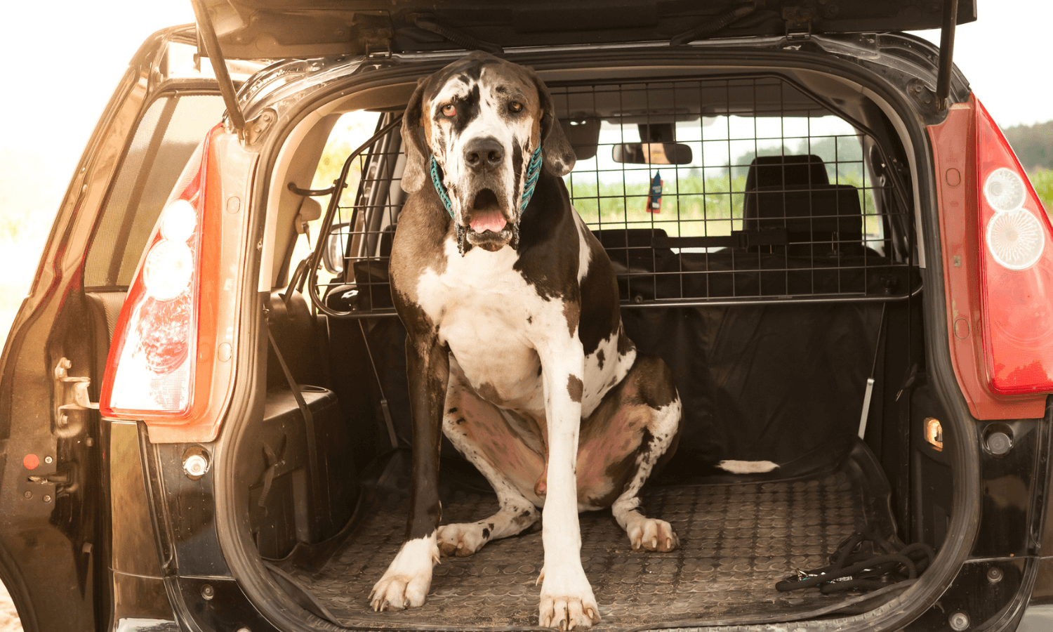 hund im auto kofferraum Archives - Travall Blog