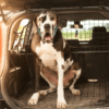 Dogge, Bernhardiner, Rottweiler und Co.: einen großen Hund im Auto transportieren