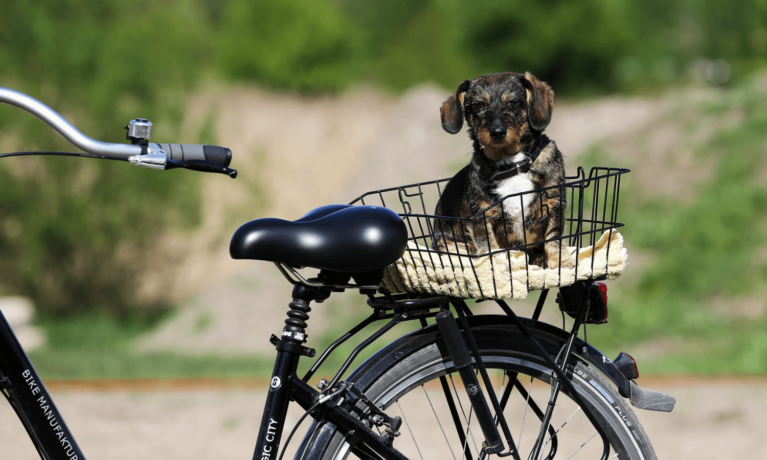Zu einem nachhaltigen Hundealltag gehört auch der Transport: Statt Auto sollte man mal das Fahrrad nehmen. Kleine Hunde können dabei in einem Fahrradkorb transportiert werden. © Allen Barkly
