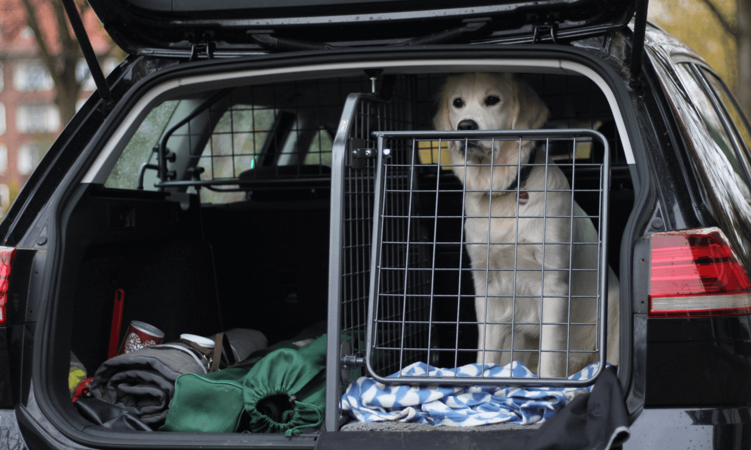 Trenngitter Kofferraum Selber Bauen: Tipps, Tricks und  Sicherheitsüberlegungen für die Perfekte Hundebox
