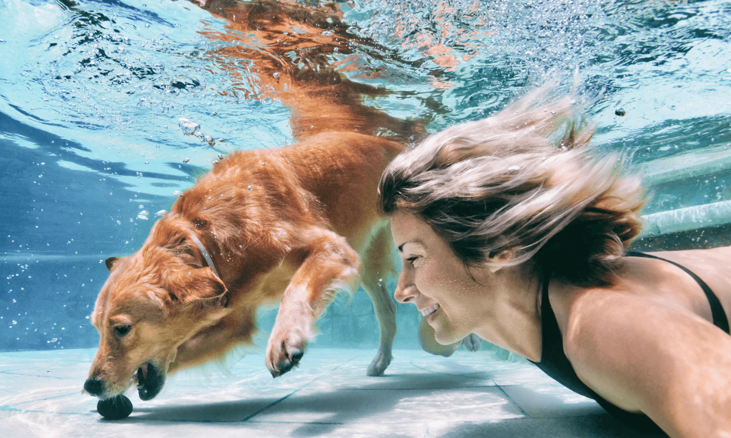 Wenn der Hund schon gut schwimmen kann und dies auch gern tut, könnte man ihm auch Tauchen beibringen. Der Golden Retriever holt einen Ball vom Boden des Pools. Seine Besitzerin taucht neben ihm. © iStock.com