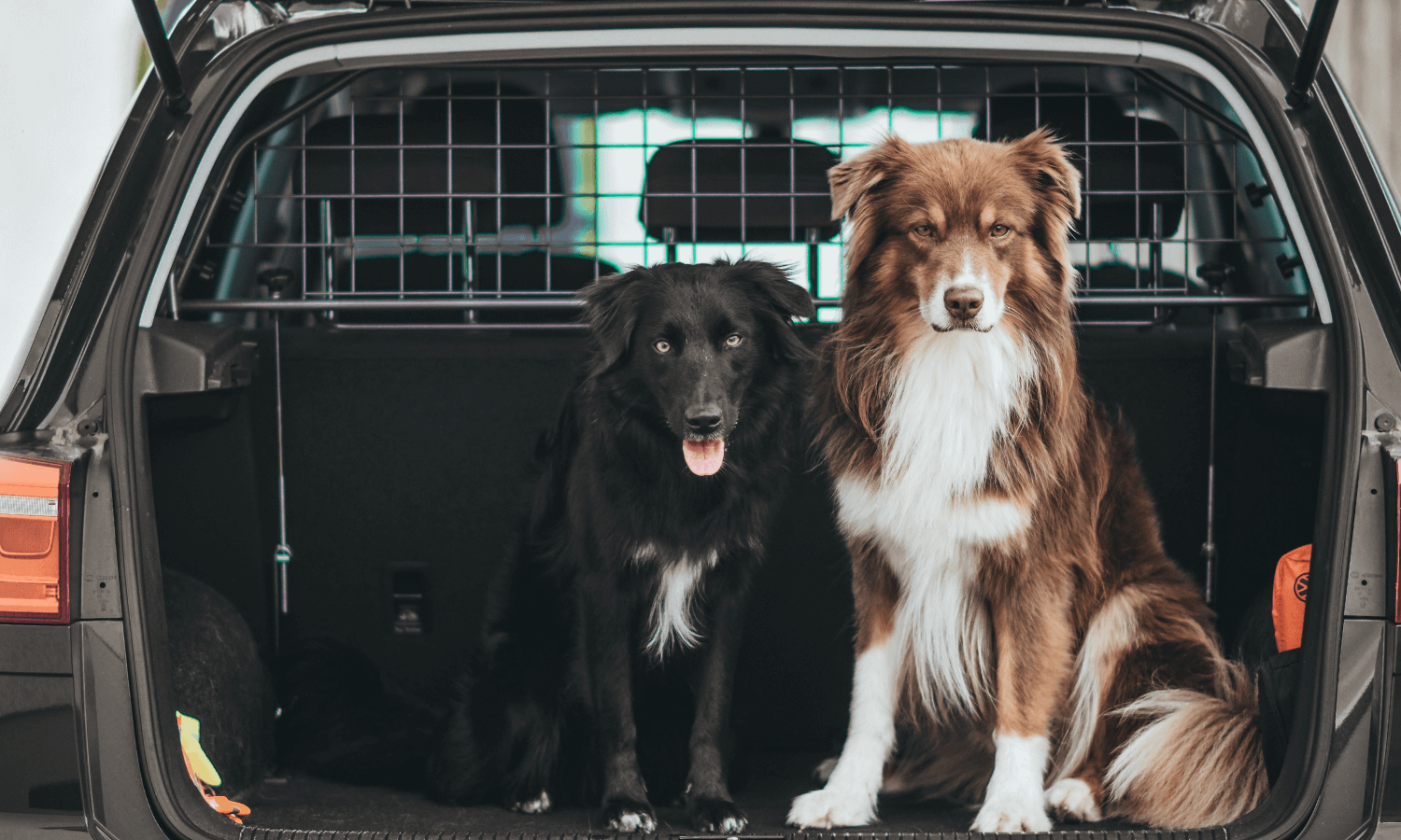 Ist das Auto mit einem Hundegitter ausgestattet, können die beiden Hunde während der Fahrt in den Urlaub nicht nach vorn klettern und den Fahrer ablenken. © Travall