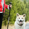 Hundefreundliche Outdoor-Hobbies: Nordic Walking mit Hund