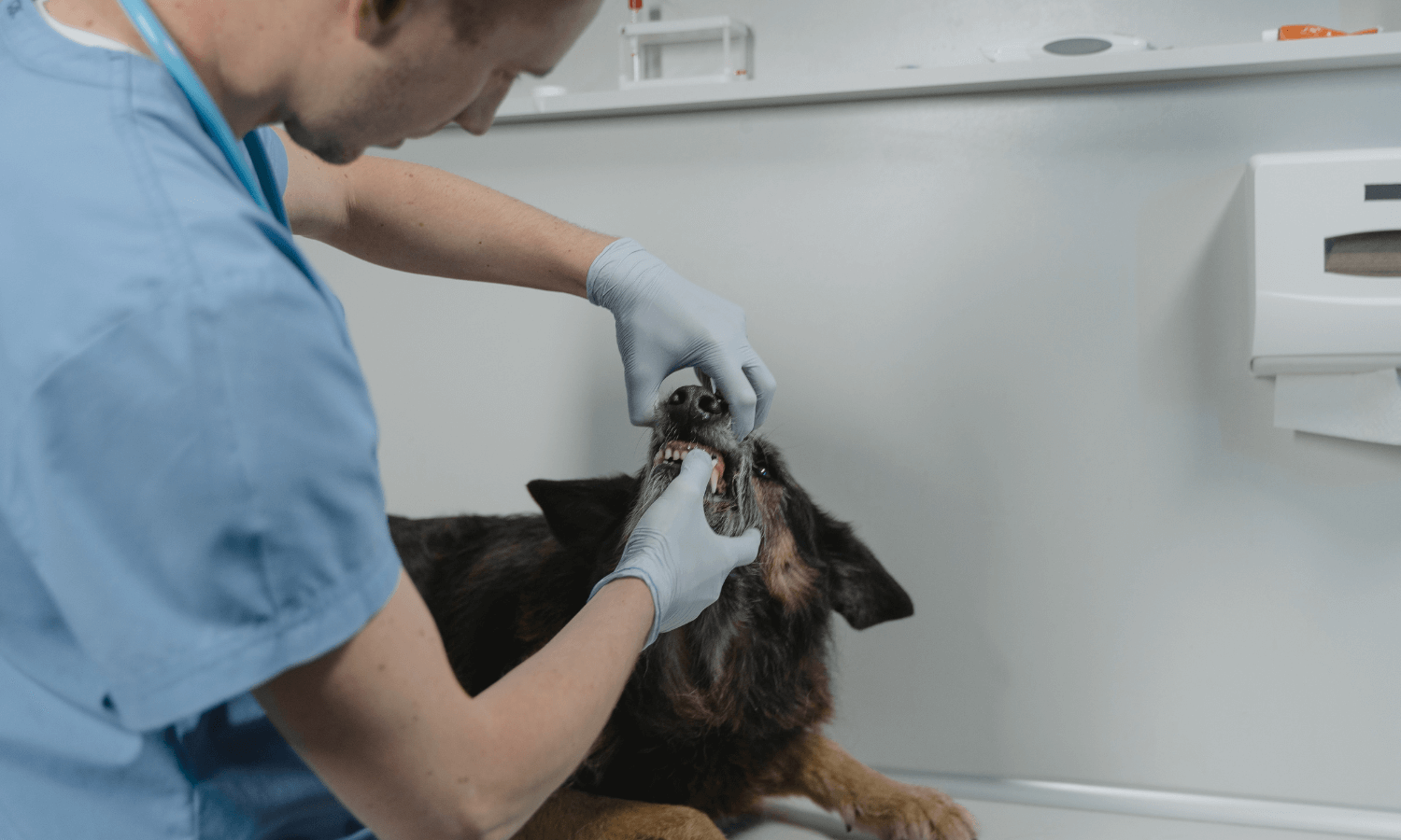 Mit einem Blick ins Maul stellt der Tierarzt fest, ob der Hund an Karies, Zahnfleischentzündung, Zahnstein oder anderen Problemen leidet. © Pexels.com
