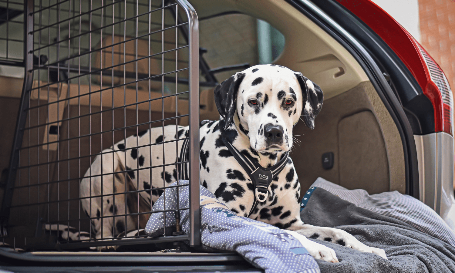 Ein Dalmatiner wird im Auto zur Routineuntersuchung beim Tierarzt transportiert. Hundegitter und Kofferraumteiler von Travall sichern den Hund im Kofferraum. © Travall.de