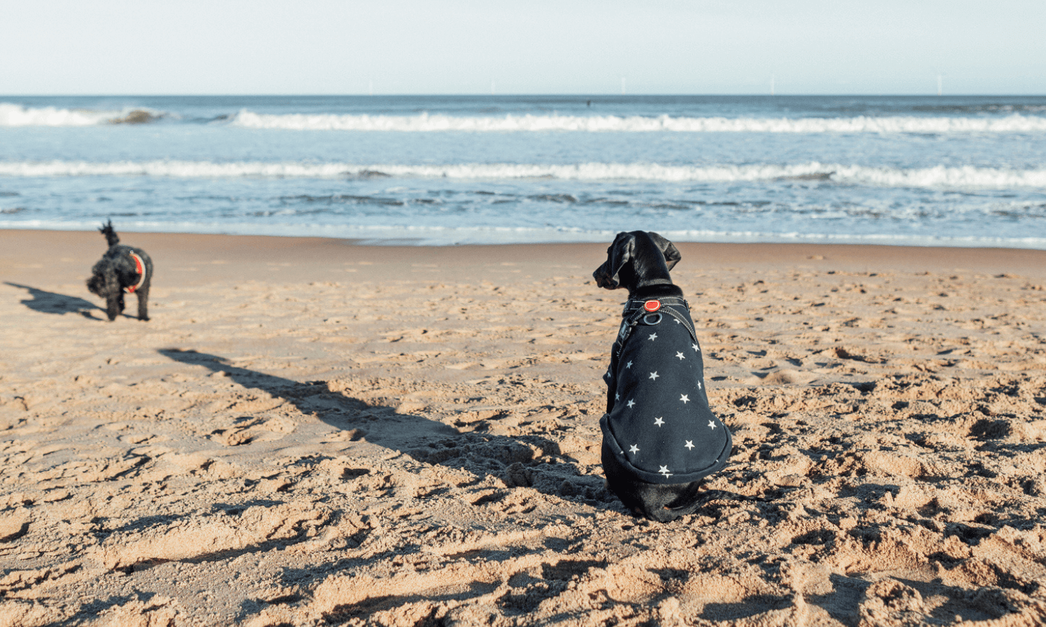 Hundezubehör wie ein Hundemantel kann im Winter sinnvoll sein, wenn der Hund zum Beispiel sehr kurzes Fell hat oder wenn es am Strand sehr windig ist. © iStock.com