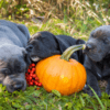 So schmeckt der Herbst: 3 Lieblingsrezepte für Hunde