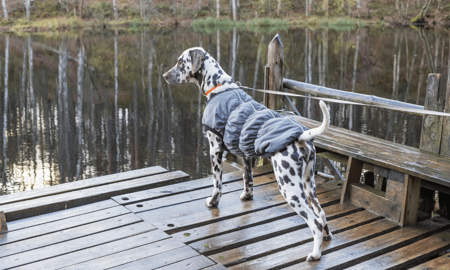 Herbstzubehör für den Hund beinhaltet auch einen Hundemantel. Der Dalmatiner im Bild trägt ein warm gefüttertes Modell. © iStock.com