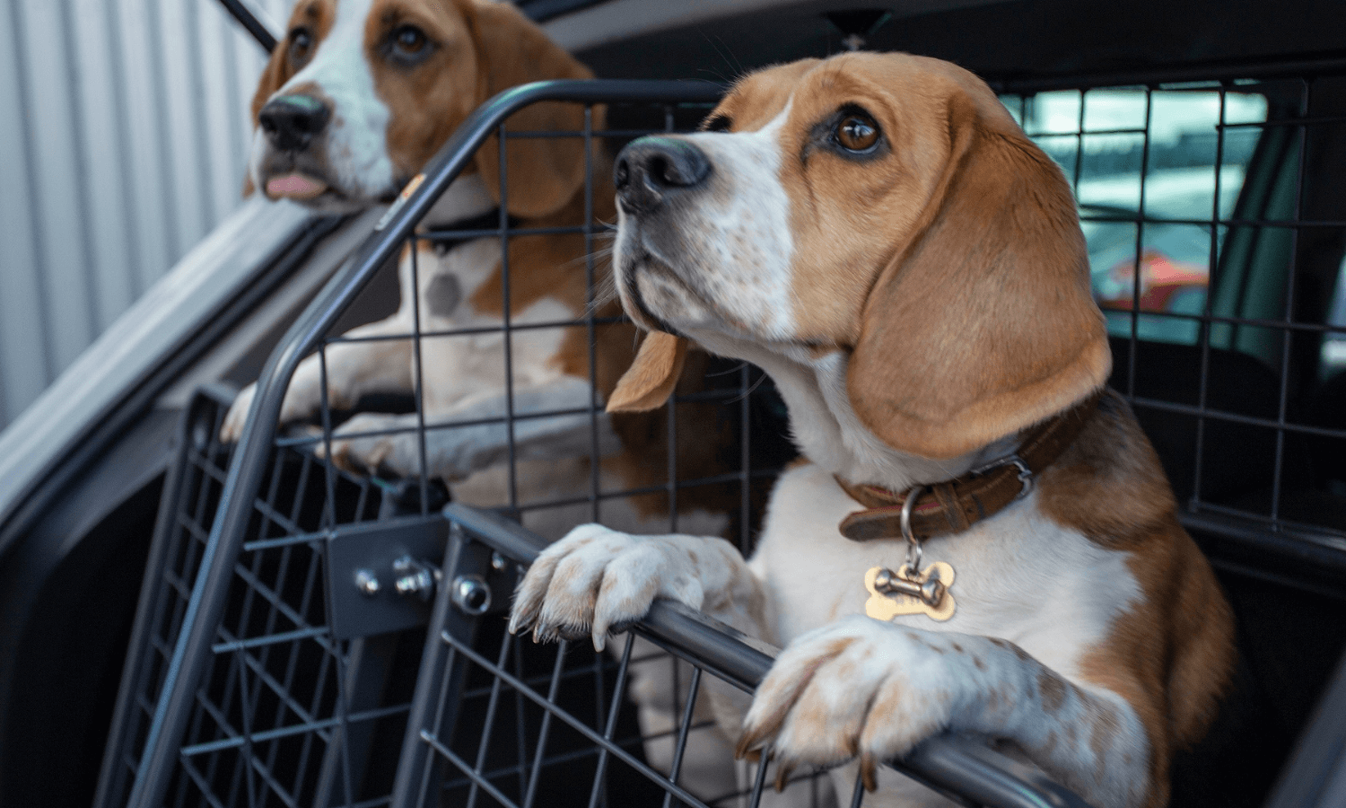 Die Travall Hecktüren sichern einen Hund beziehungsweise mehrere Hunde im Kofferraum. Auf dem Bild sind zwei Beagle im Auto zu sehen, die sich mit den Vorderpfoten auf dem Heckgitter abstützen. © Travall