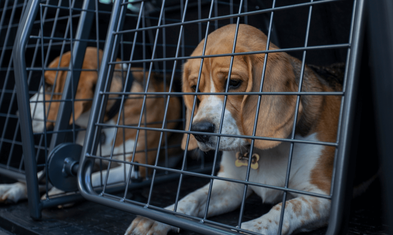 Mit Hundegitter, Kofferraumteiler und Heckgitter für Mercedes-Benz GLB werden Hunde im Kofferraum sicher transportiert. © Travall