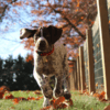 Herbstzubehör für Hundefreunde: unsere fünf (und mehr) Favoriten
