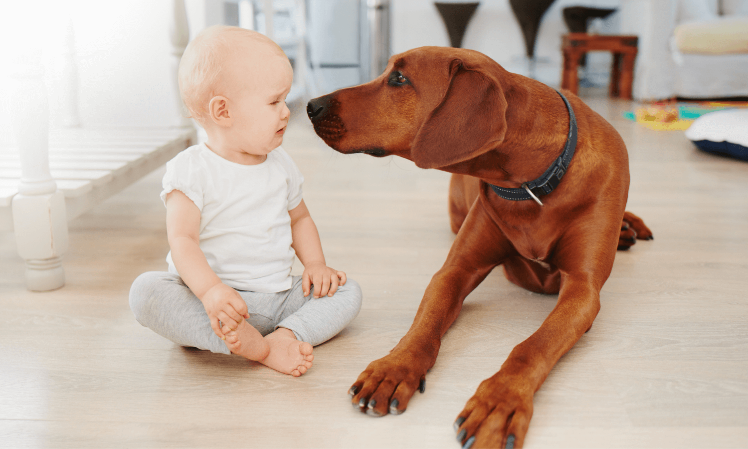 Wenn die Eltern den Wünschen der Kinder auf dem Wunschzettel nachgeben und einen Hund anschaffen, kann das sehr bereichernd für die Familie sein. Im Bild wird ein Baby mit Hund gezeigt. © Travall