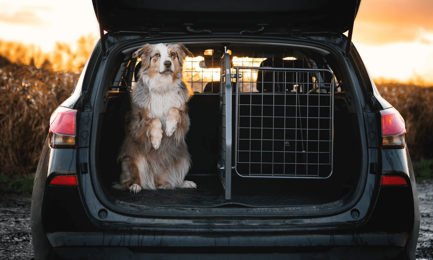 Mit Hund im Auto unterwegs: Was sind die Vorteile von fahrzeugspezifischen  Hundegittern? - Travall Blog