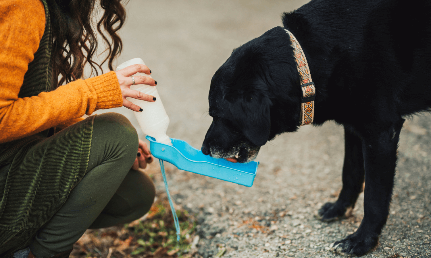 Ein schwarzer Labrador trinkt unterwegs aus einer tierisch praktischen Hundewasserflasche, bei der sich der Trinknapf einfach aufklappen lässt. © iStock.com