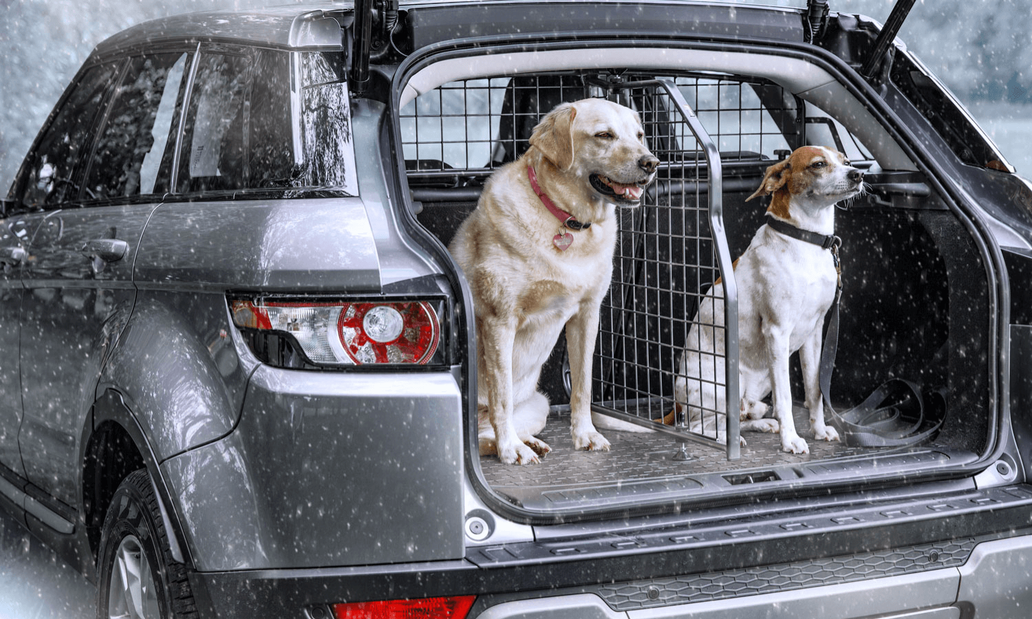 Zwei Hunde freuen sich auf die Winterwanderung. Im Bild ist der Kofferraum des Autos mit Hundegitter, Längsteiler und Kofferraumwanne von Travall ausgestattet. © Travall