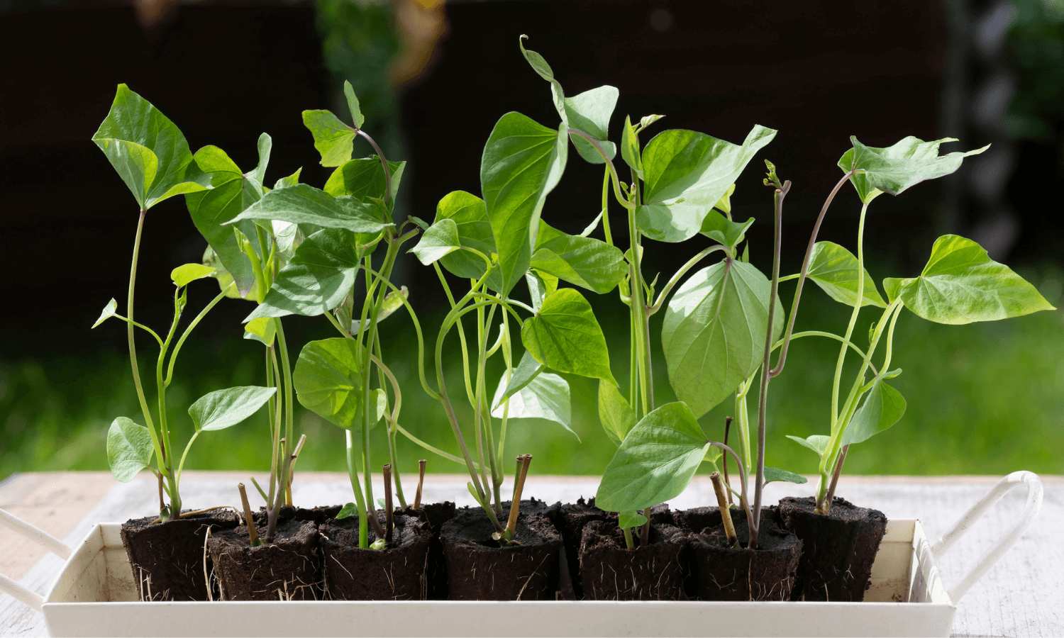 Werden Süßkartoffeln im Februar vorgezogen, können sie im April oder Mai ins Gemüsebeet gepflanzt werden. Auf dem Bild sieht man die Triebe und Blätter der jungen Pflanzen. © iStock.com