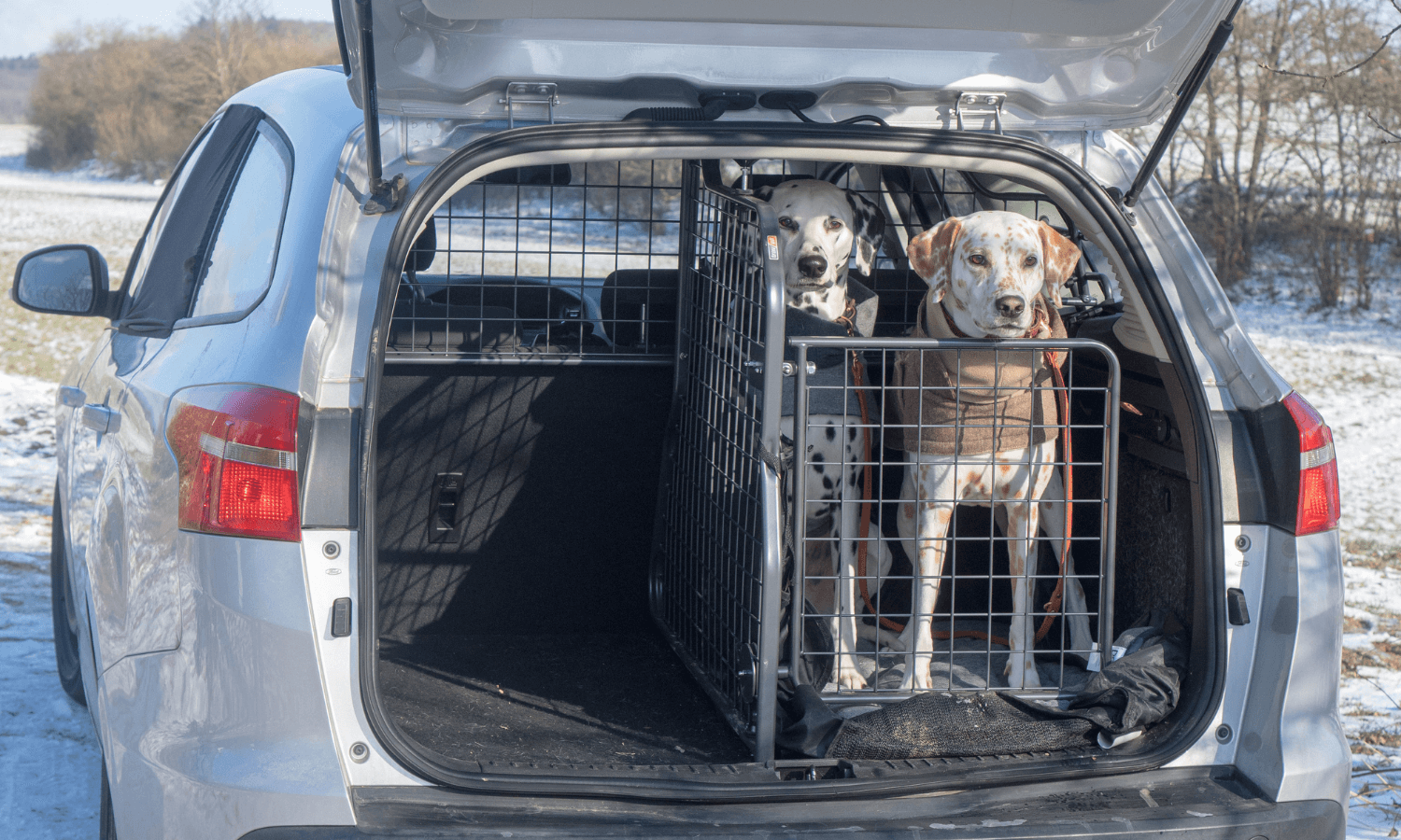 Darf man drei mittel große Hunde in einem Kofferraum