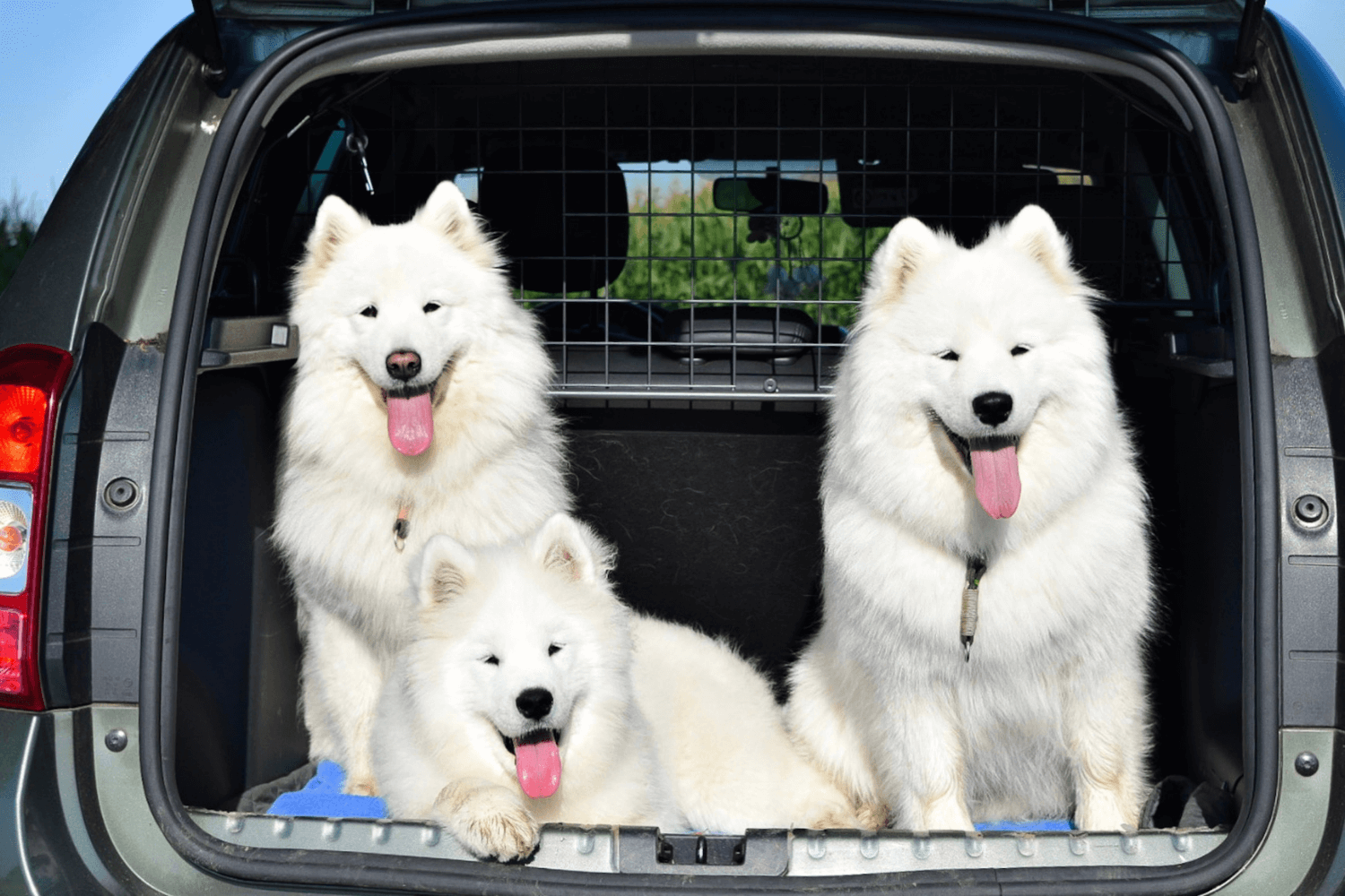 3 Gründe, warum das Travall TailGate Heckgitter eine sinnvolle Alternative  zur Hundebox ist - Travall Blog