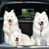 Hund im Auto sichern: aktuelle Vorschriften und Bußgelder