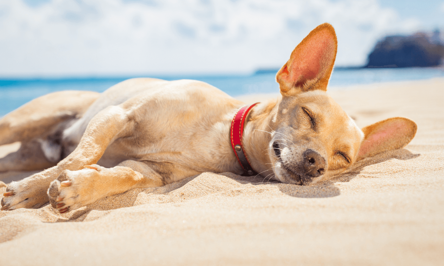 Ein Chihuahua liegt am Strand und genießt die Sonne. Er wurde vorbeugend gegen Mittelmeerkrankheiten beim Hund behandelt. © Dispositphotos