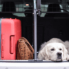 Autoreisen mit Hund: Was darf auf keinen Fall fehlen?