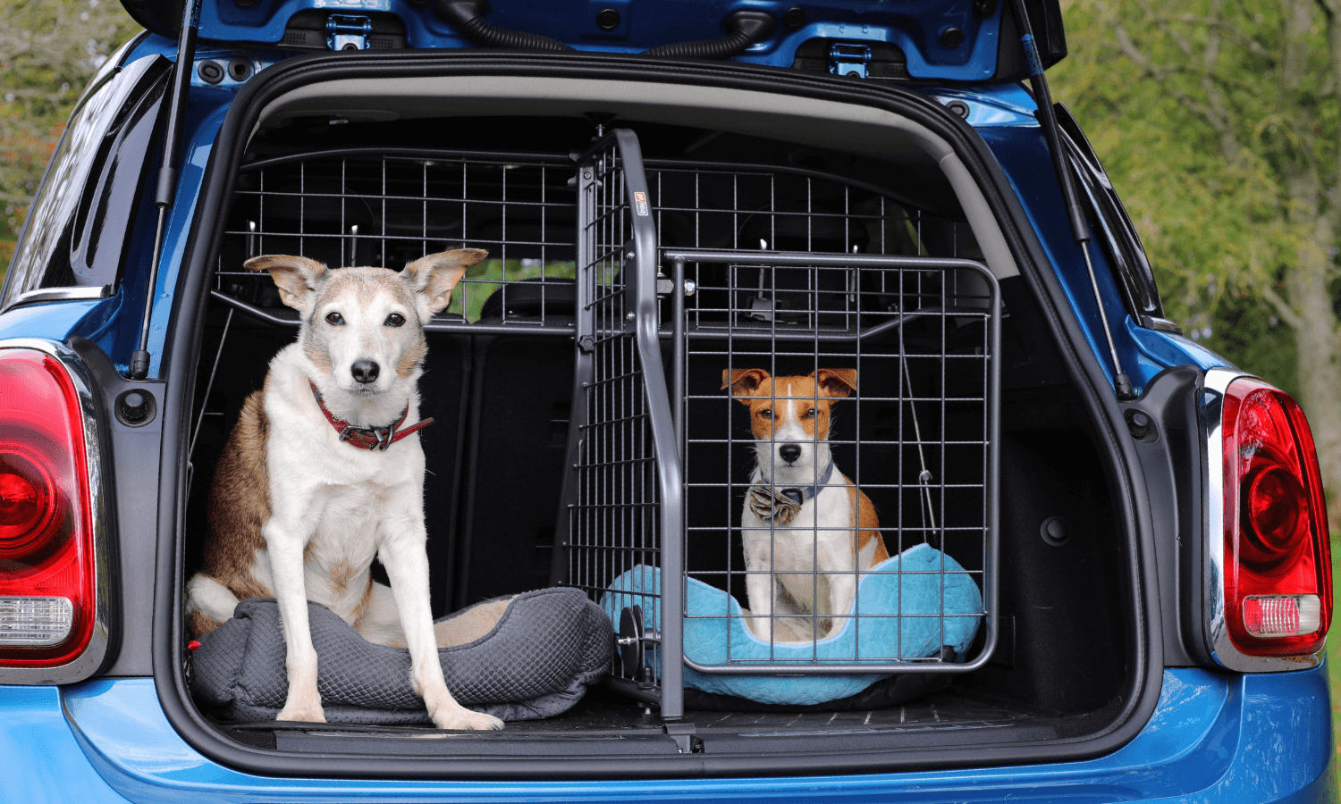 Auf dem Bild sieht man zwei Hunde im MINI. Einer der beiden Hunde, ein Jack Russel Terrier, wird mit einem Heckgitter davon abgehalten wird, aus dem Kofferraum zu springen. © Travall