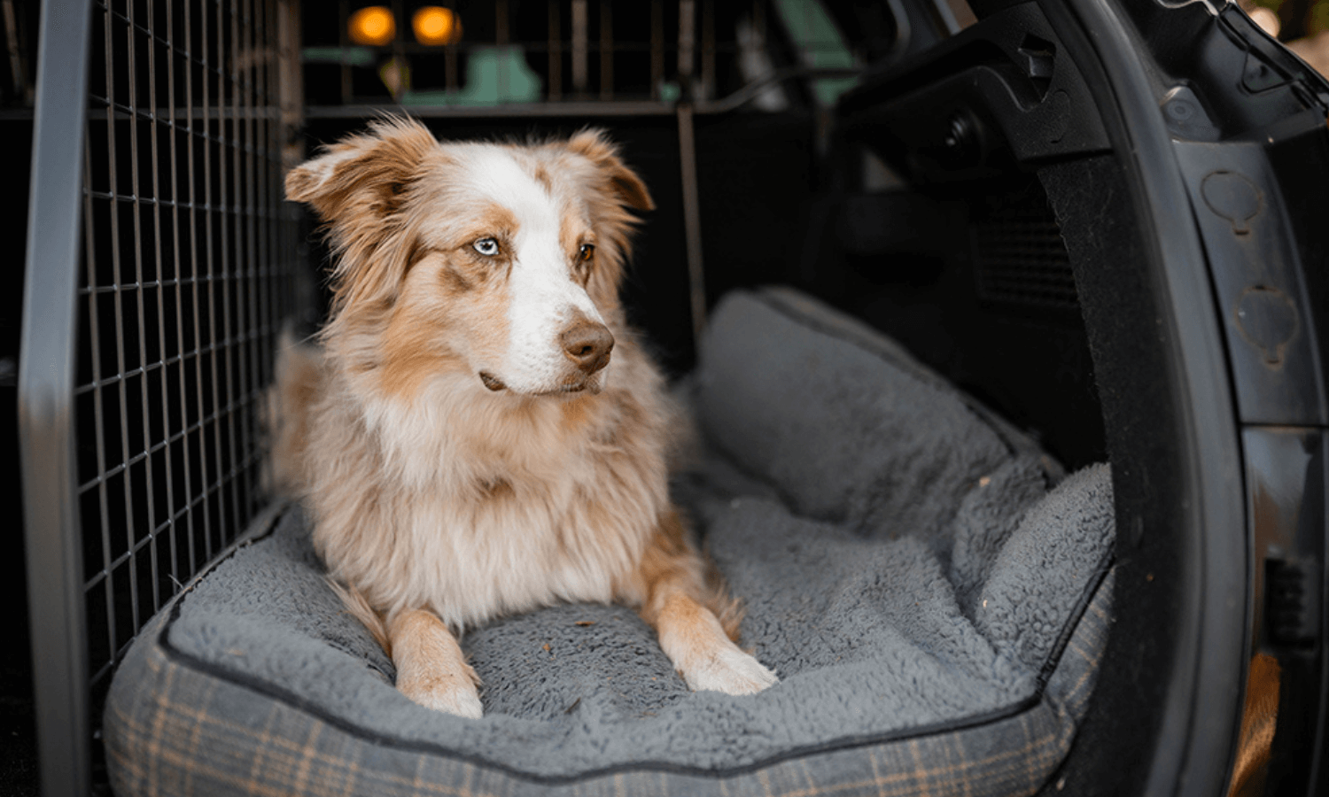 Hundegitter und Kofferraumteiler von Travall tragen dazu bei, dass der Hund es im Kofferraum sicher und gemütlich hat. © Travall