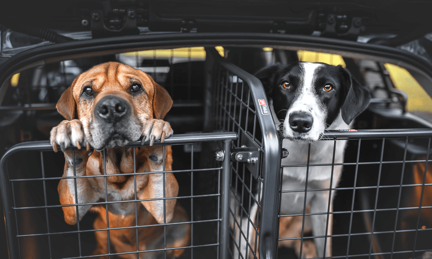 Zwei Hunde im Kofferraum werden mit einem Heckgitter davon abgehalten, voreilig aus dem Auto zu springen. Hundegitter, Kofferraumteiler (Divider genannt) und Heckgittertüren sind von Travall. © Travall