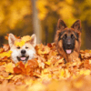 Hunde im Herbst: Ratgeber für die nasskalte Jahreszeit