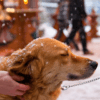 Auf zum Hundeweihnachtsmarkt! Die 3 schönsten Events im Dezember