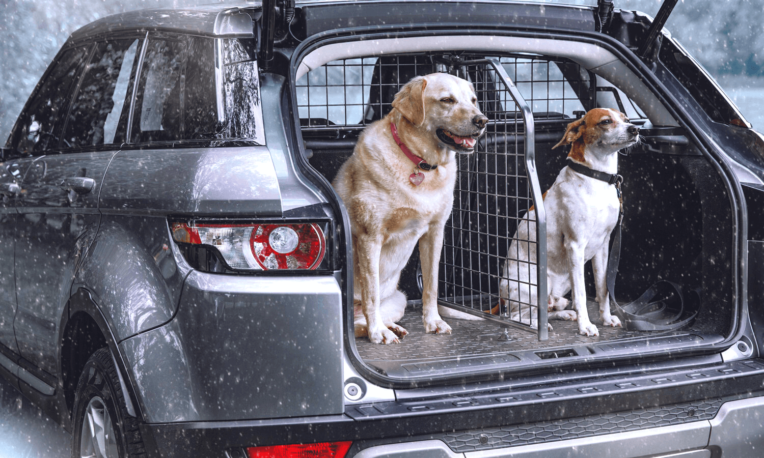 Bei Schnee, Matsch und schlechtem Wetter bewahrt eine Kofferraumwanne wie die Travall CargoMat den Bodenbelag im Kofferraum. Auf dem Foto sieht man zwei Hunde im Heck eines Autos. © Travall