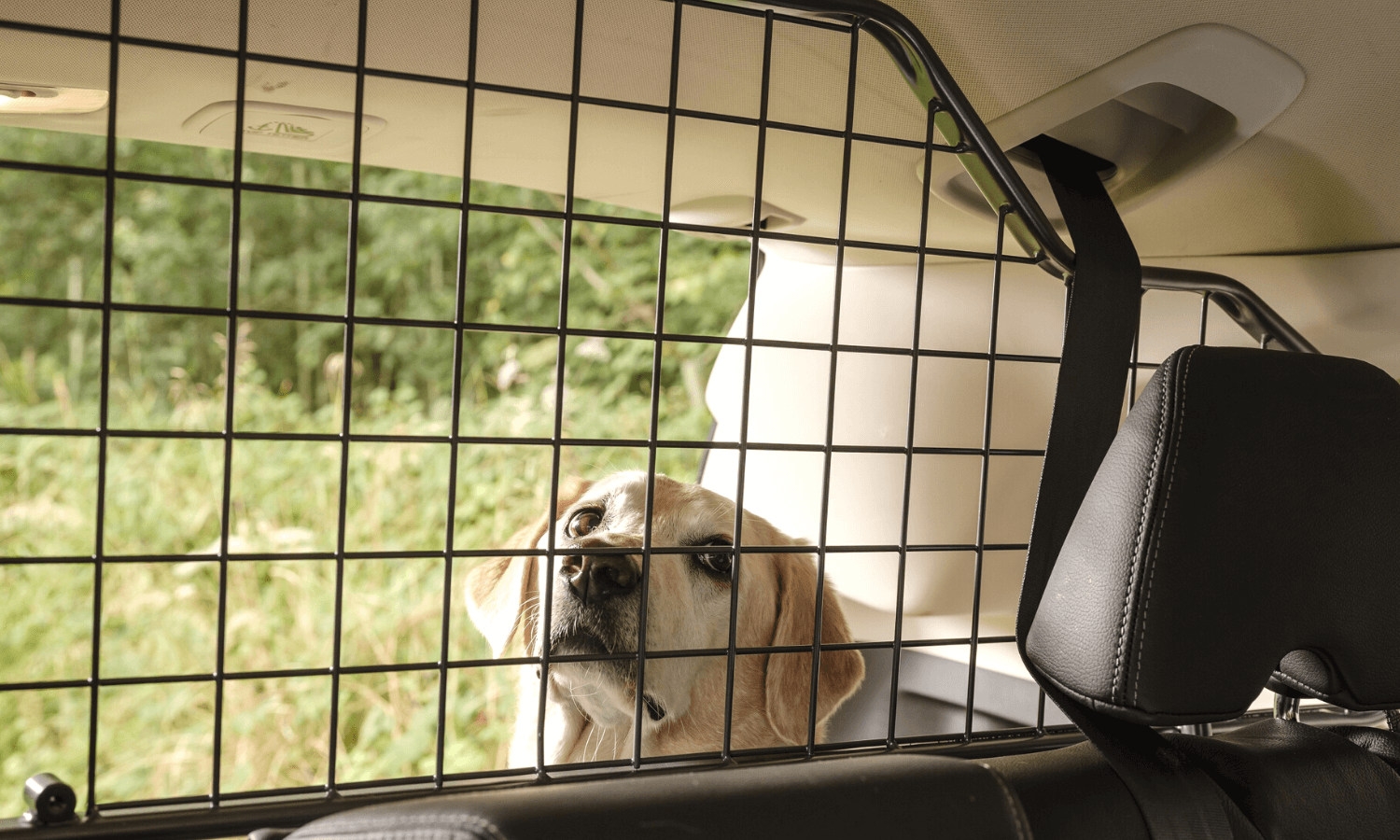 Wenn der Hund nicht über die Sitze klettern und diese verschmutzen kann, riecht es besser im Auto. © Travall