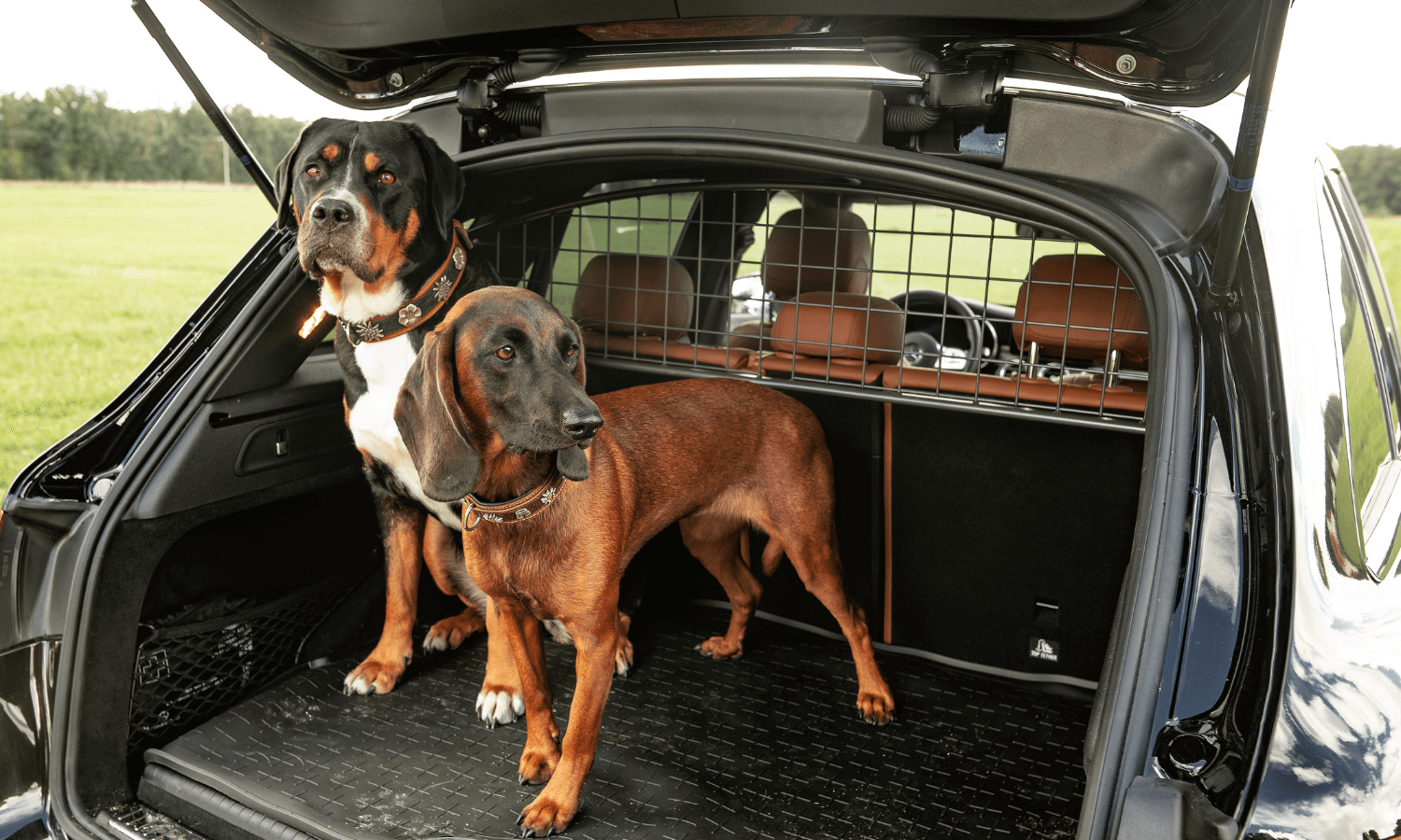 Zwei Hunde werden im Auto transportiert. Das Fahrzeug ist mit einer Kofferraumwanne und einem Hundegitter von Travall ausgestattet. © Travall