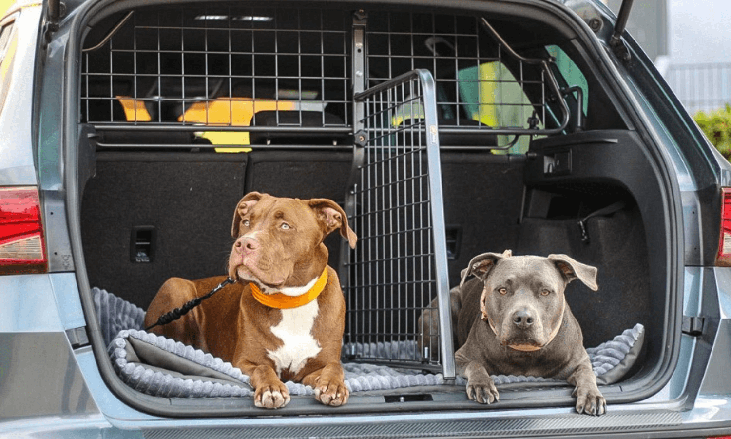 Auf dem Foto sieht man zwei Hunde im Kofferraum eines Autos. Die beiden Tiere sind mit Hundegitter und Divider von Travall gesichert. © Travall