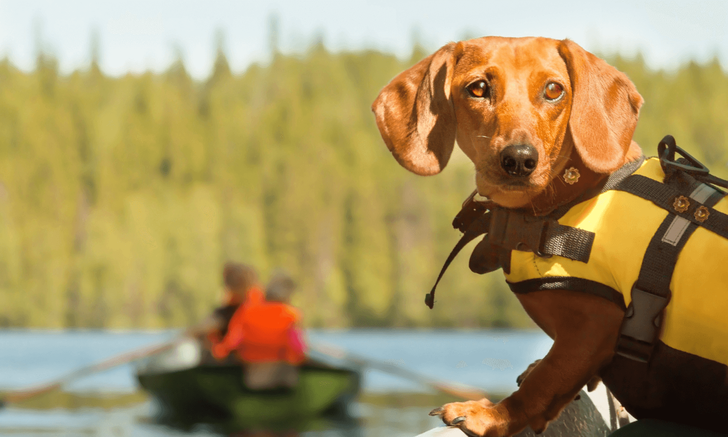 Das Foto zeigt einen Dackel in einem Boot. Der kleine Hund trägt eine gelbe Schwimmweste. © iStock