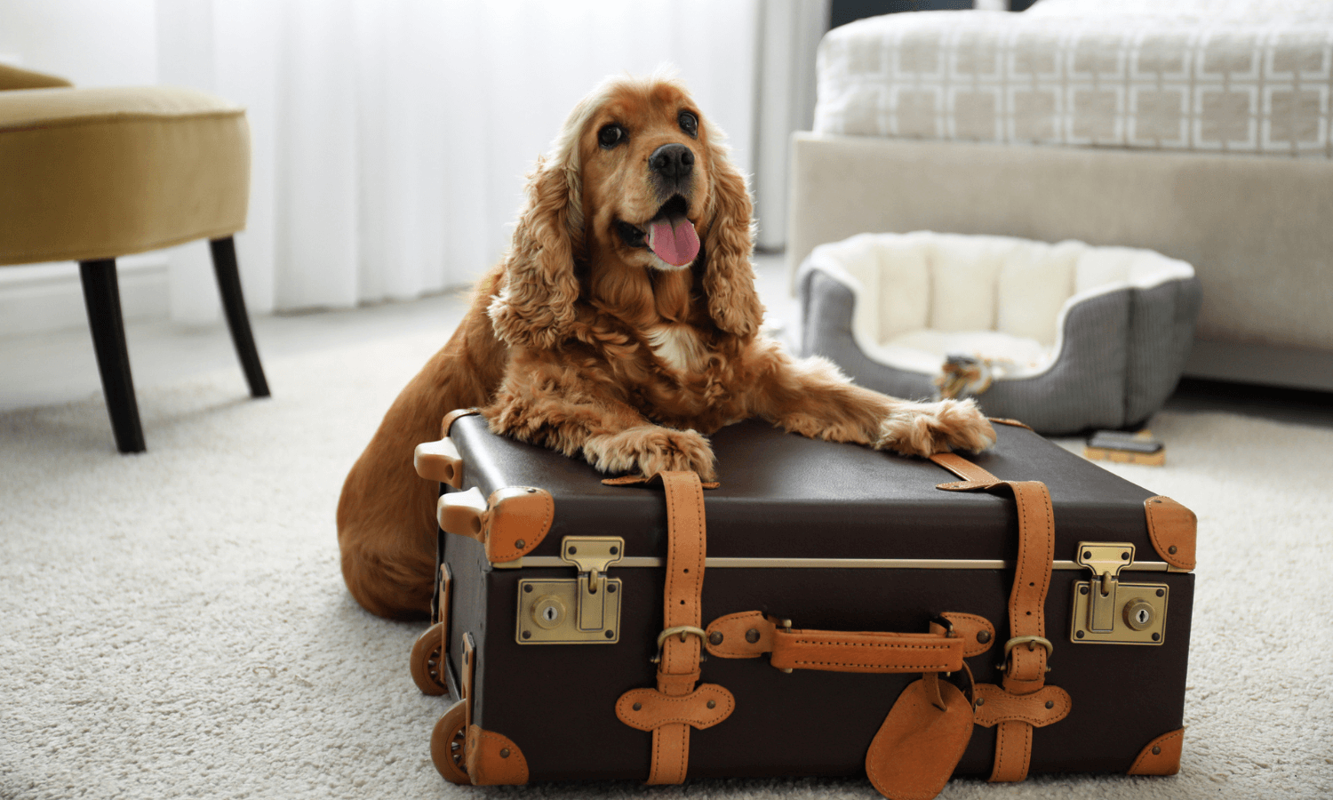 Wer zu Ostern Urlaub mit Hund machen möchte, kann in einem Hundehotel übernachten. Auf dem Foto sieht man einen Cocker Spaniel im Hotelzimmer. Er liegt neben einem Koffer. © iStock