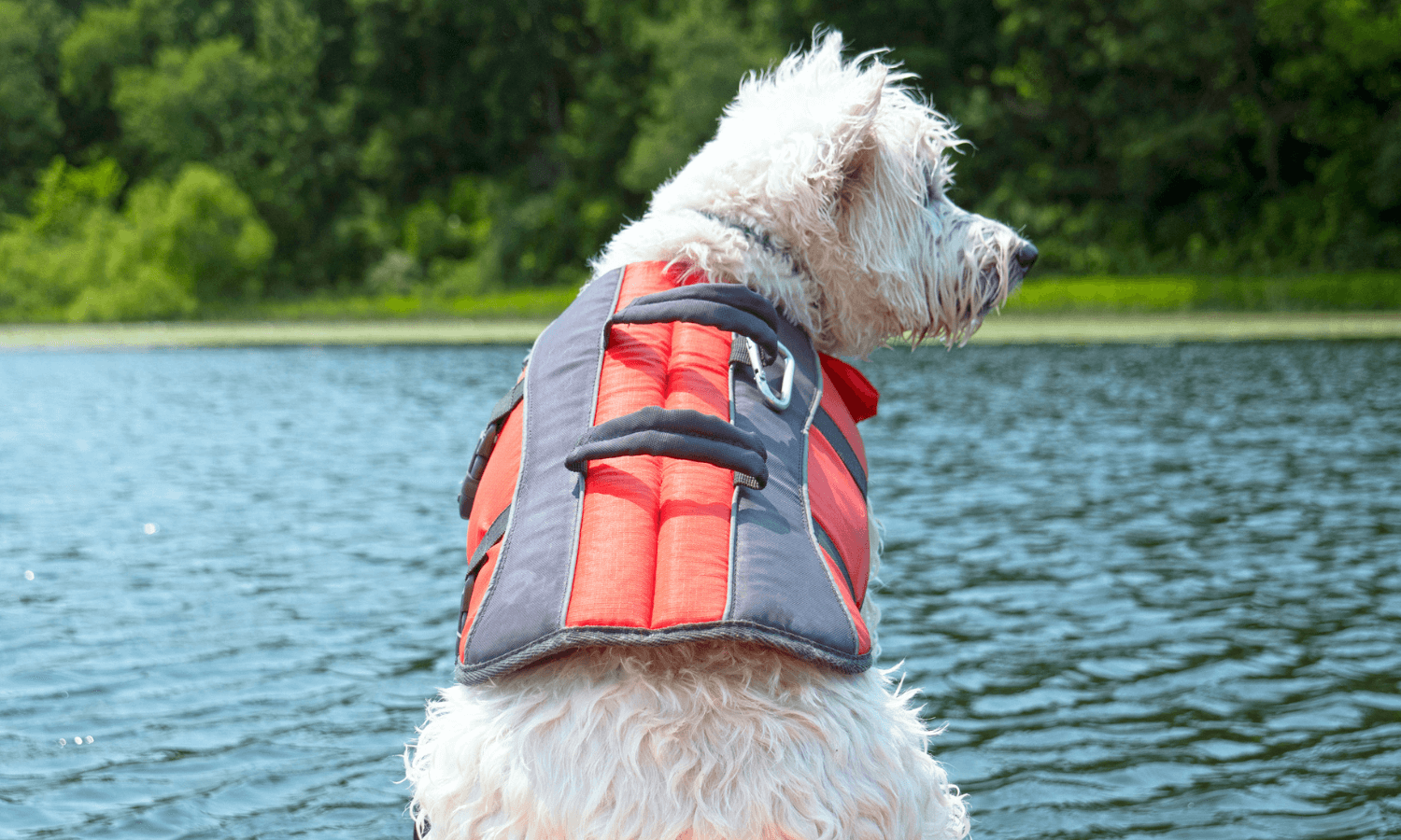 Der weiße Hund auf dem Foto schaut auf einen See. Er trägt eine rote Schwimmweste für Hunde. © iStock