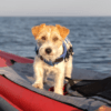 Welche Schwimmweste für Hunde für das Kanu- und Kajakfahren?